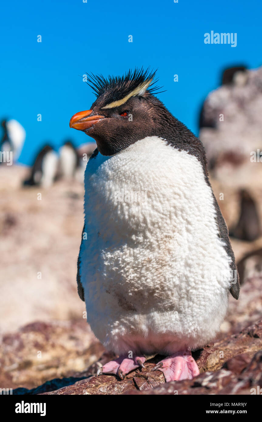 Rockhopper Penguin, Patagonie, Argentine Banque D'Images