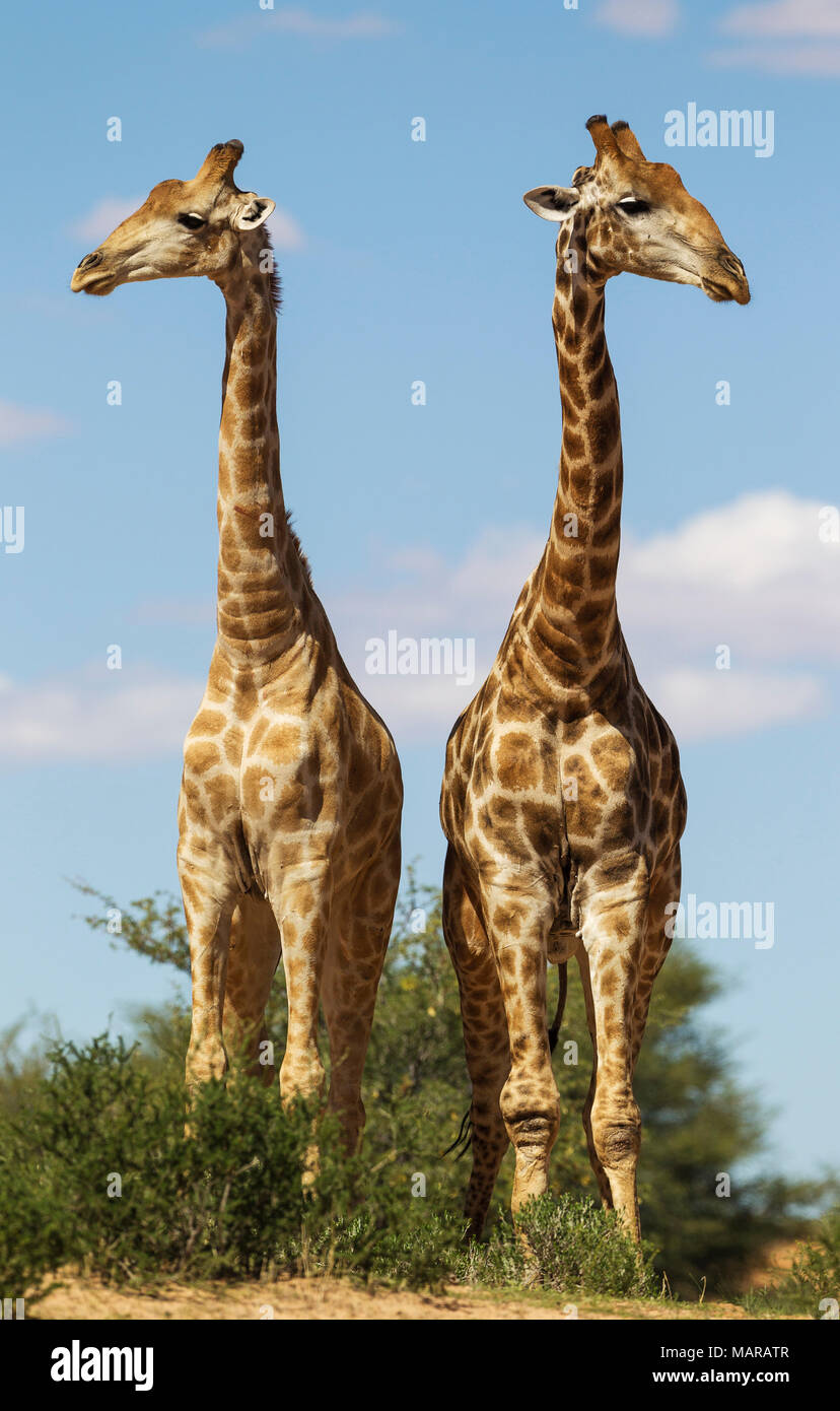 Le sud de Girafe (Giraffa giraffa). Deux mâles dans les contacts sociaux Banque D'Images Le sud de Girafe (Giraffa giraffa). Deux mâles dans les contacts sociaux Banque D'Images