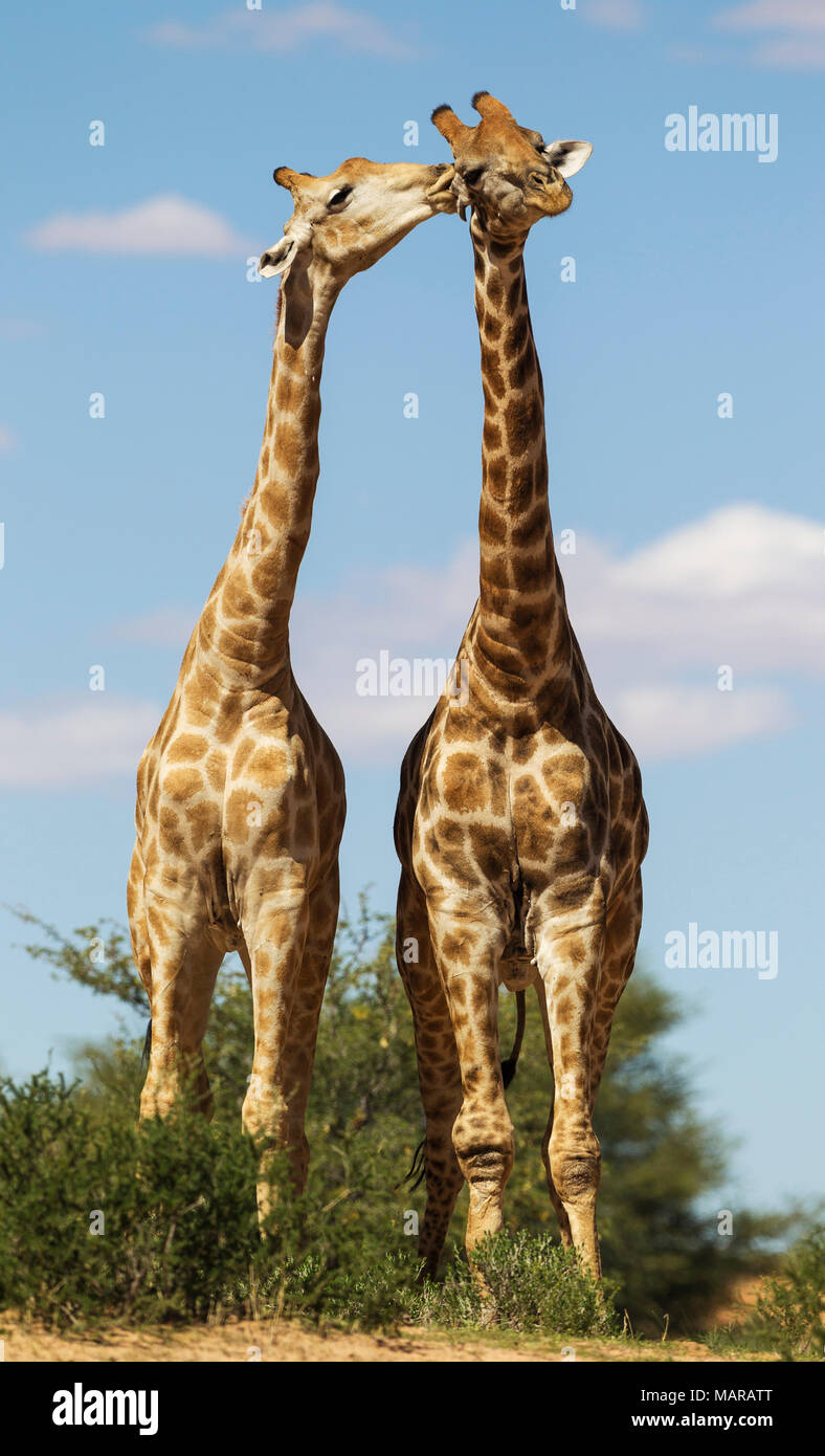 Le sud de Girafe (Giraffa giraffa). Deux mâles dans les contacts sociaux Banque D'Images Le sud de Girafe (Giraffa giraffa). Deux mâles dans les contacts sociaux Banque D'Images