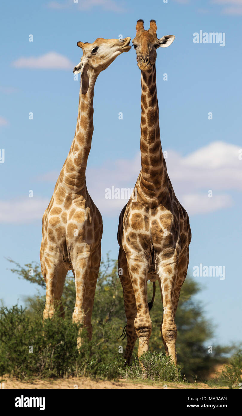 Le sud de Girafe (Giraffa giraffa). Deux mâles dans les contacts sociaux Banque D'Images Le sud de Girafe (Giraffa giraffa). Deux mâles dans les contacts sociaux Banque D'Images