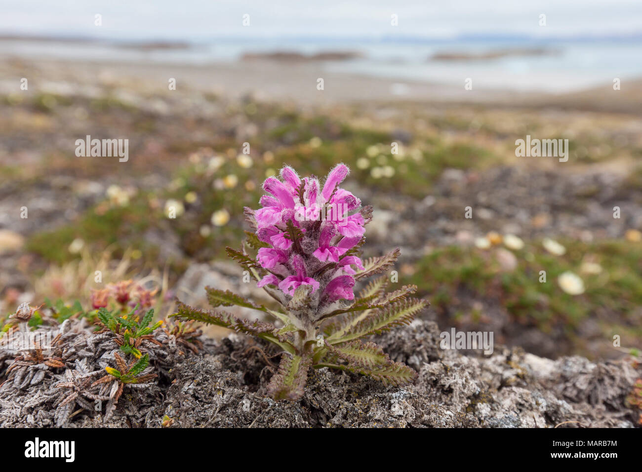 La Pédiculaire laineux, Bourdon Fleur (Pedicularis lanata), la floraison. Svalbard Banque D'Images