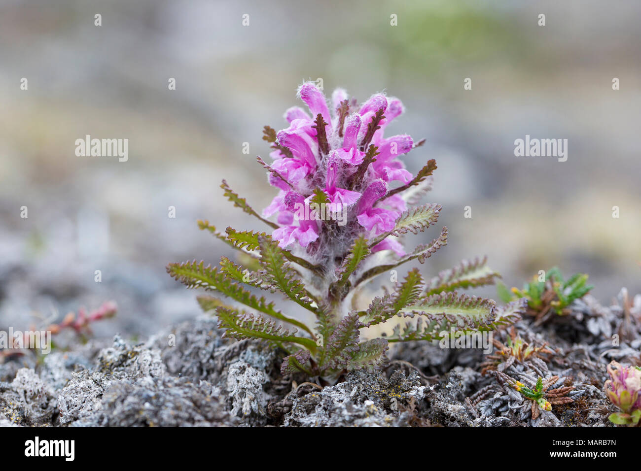 La Pédiculaire laineux, Bourdon Fleur (Pedicularis lanata), la floraison. Svalbard Banque D'Images