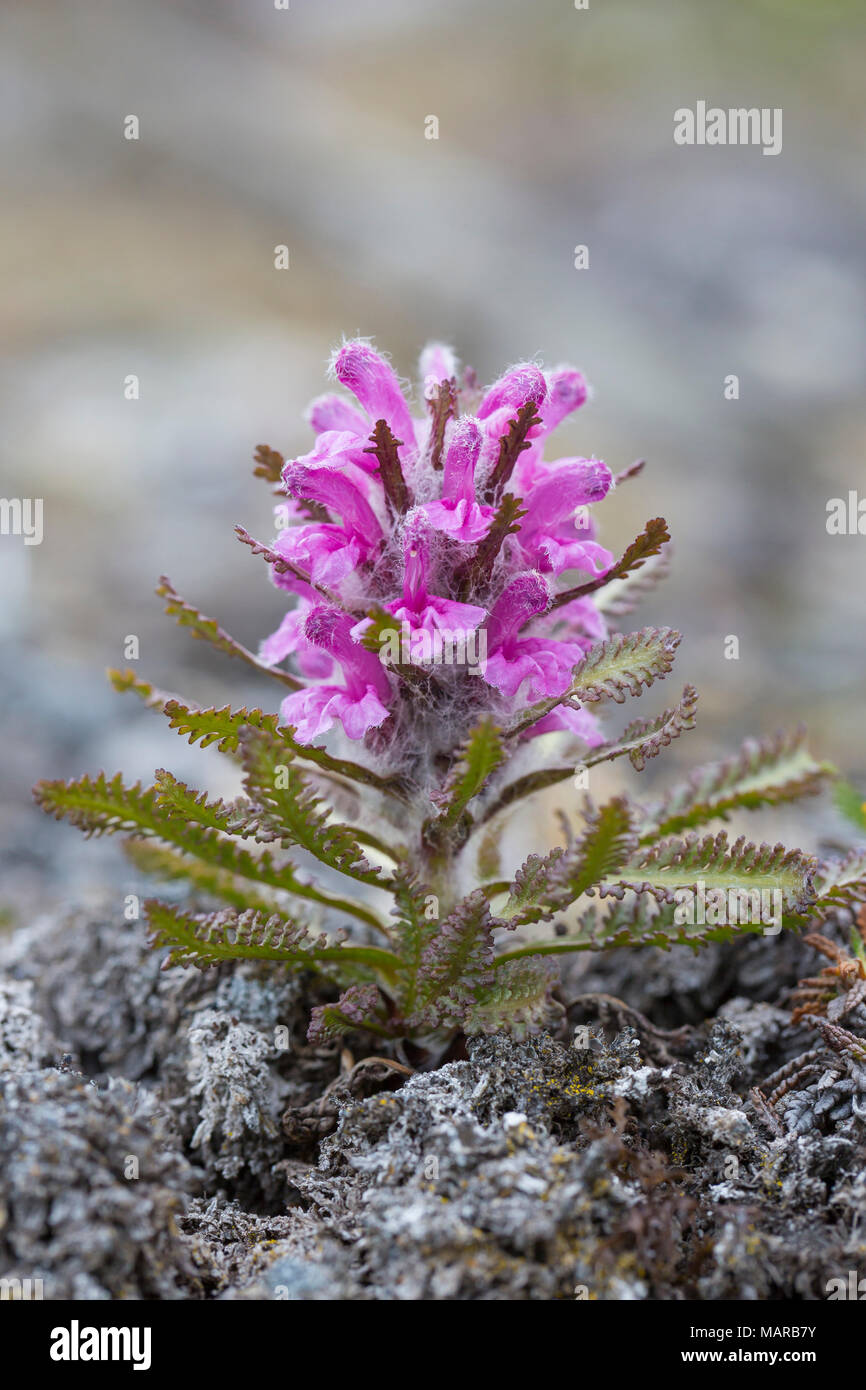 La Pédiculaire laineux, Bourdon Fleur (Pedicularis lanata), la floraison. Svalbard Banque D'Images