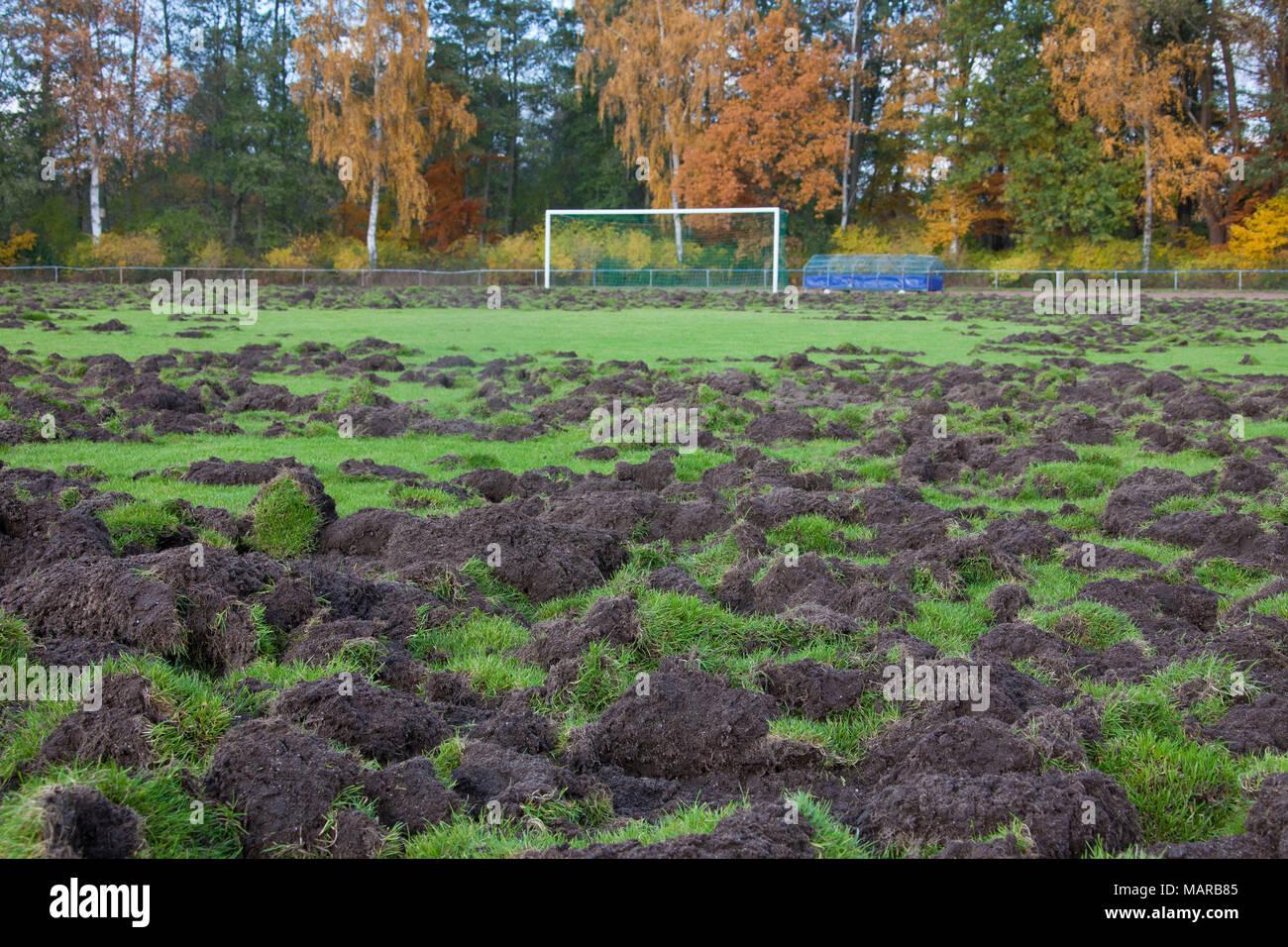 Le sanglier (Sus scrofa). Terrain de sport déterré par les sangliers. Allemagne Banque D'Images