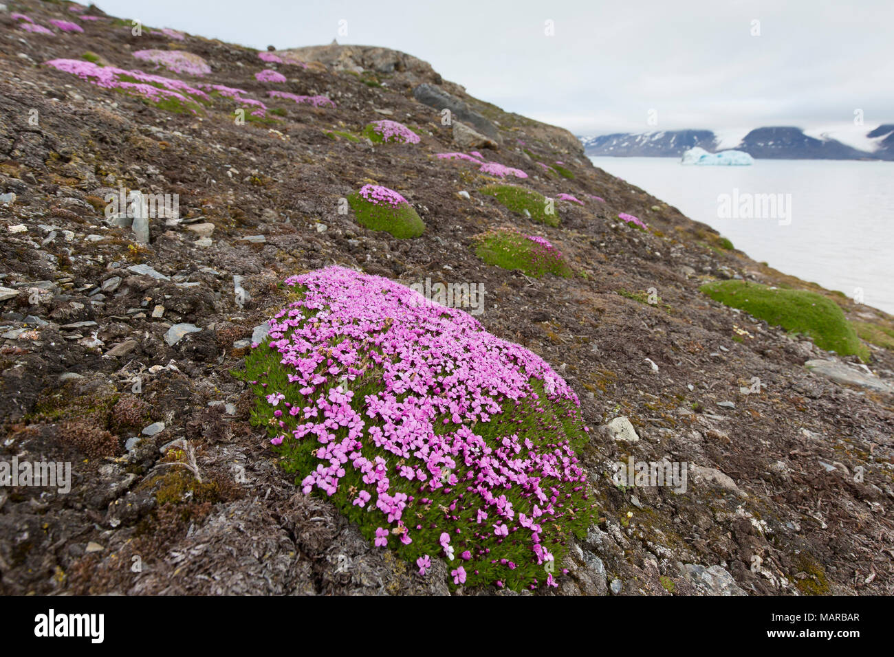 Rose coussin, silène acaule (Silene acaulis). Plante à fleurs entre les cailloux. Svalbard Banque D'Images