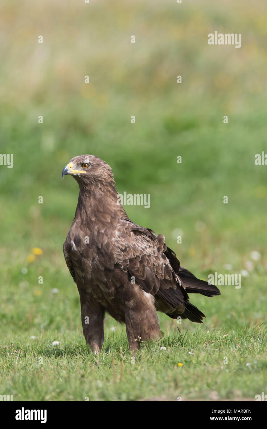 L'aigle pomarin (Aquila pomarina). Des profils comité permanent sur le terrain,. Allemagne Banque D'Images