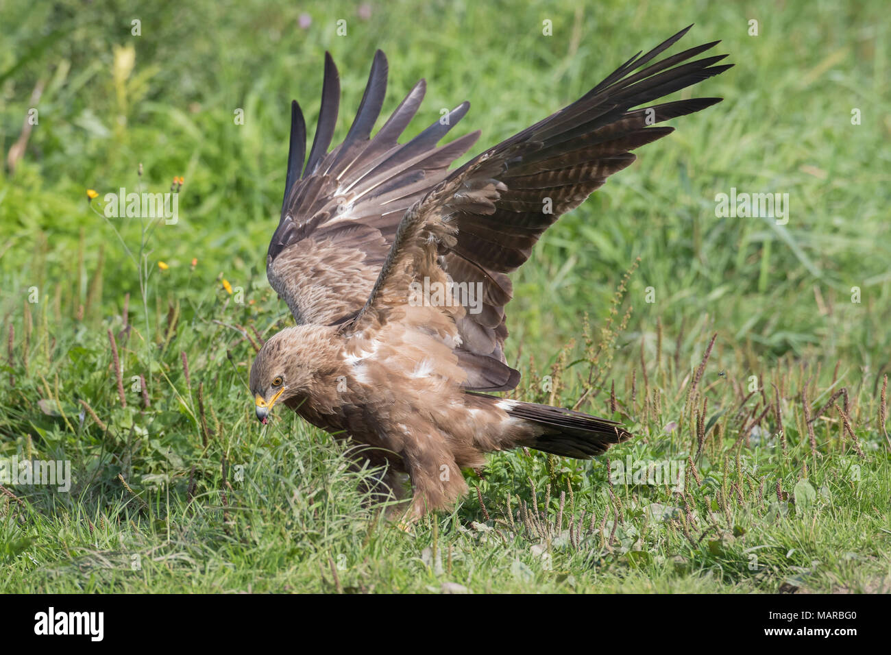 L'aigle pomarin (Aquila pomarina). Des profils comité permanent sur le terrain, avec des ailes étirés. Allemagne Banque D'Images