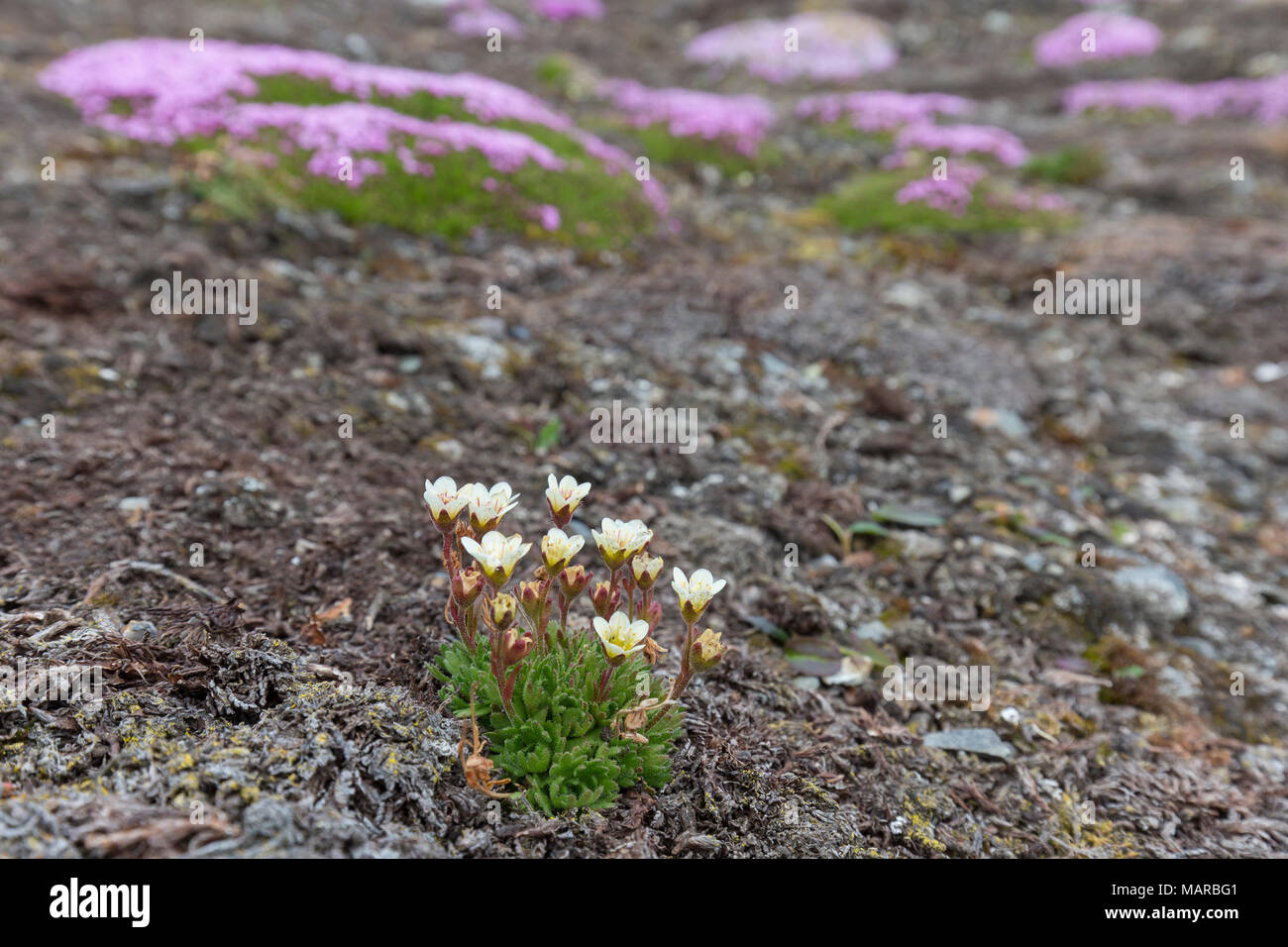 Saxifrage alpin touffetées, le Saxifrage à feuilles opposées (Saxifraga cespitosa) et de coussin Rose, silène acaule (Silene acaulis) floraison dans la toundra. Svalbard Banque D'Images