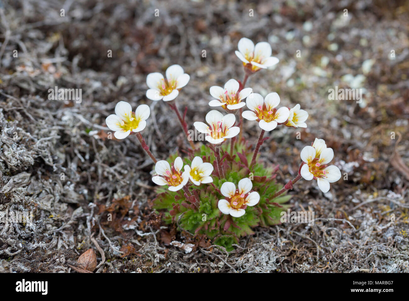 Saxifrage alpin touffetées, le Saxifrage à feuilles opposées (Saxifraga cespitosa), plante à fleurs. Svalbard Banque D'Images