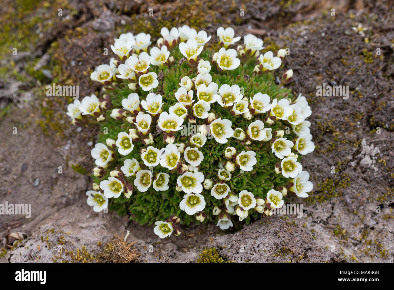 Saxifrage alpin touffetées, le Saxifrage à feuilles opposées (Saxifraga cespitosa), plante à fleurs. Svalbard Banque D'Images