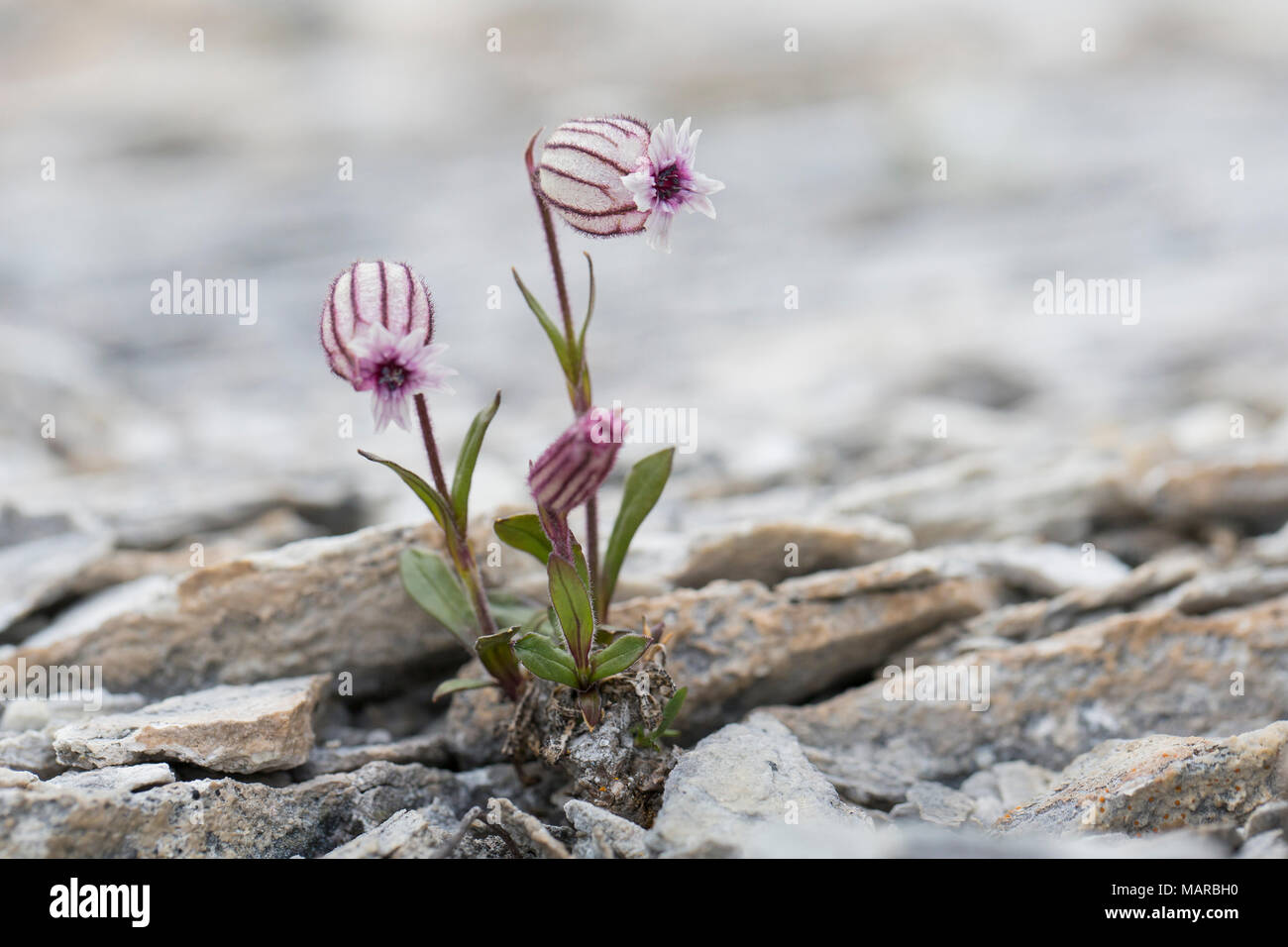 Hochement de tête de Campion (Silene uralensis arctica), floraison, Svalbard Banque D'Images