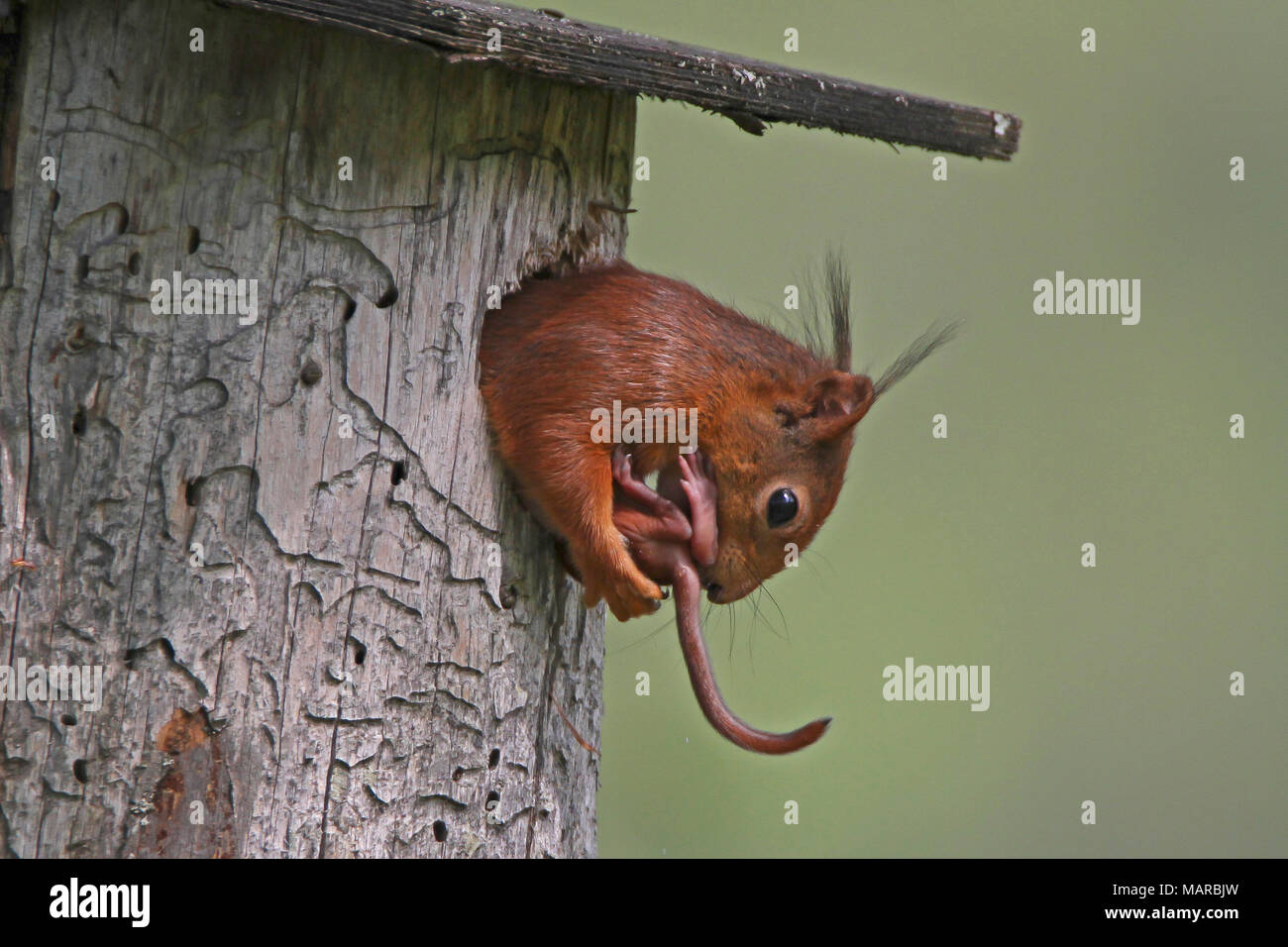 L'Écureuil roux (Sciurus vulgaris). Jeune mère portant hors de nidifier pbox. Dalarna, Suède Banque D'Images