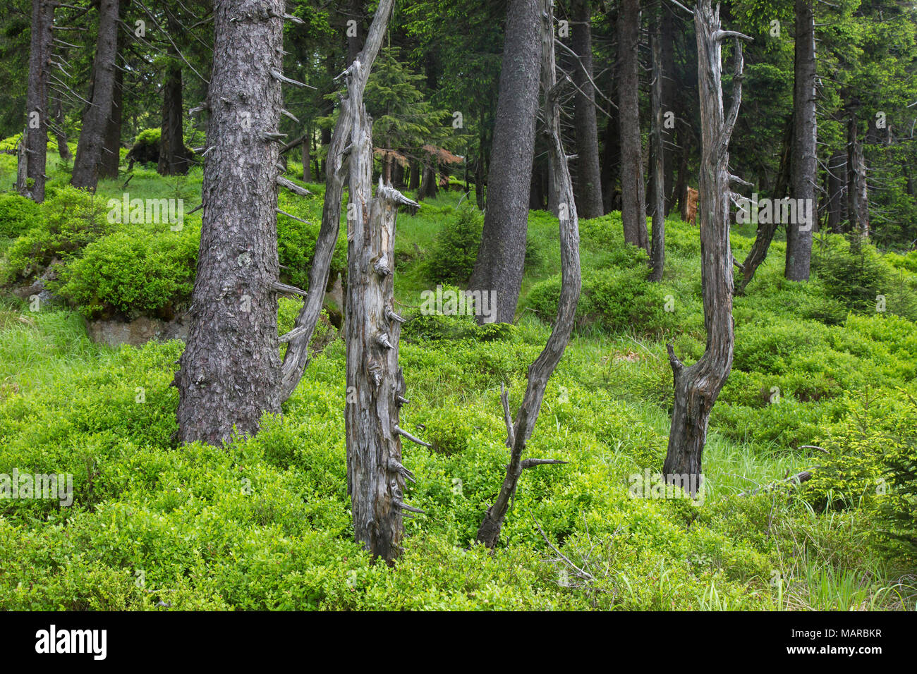 La forêt de conifères à la montagne Brocken. Parc national de Harz (Saxe-Anhalt). Allemagne Banque D'Images