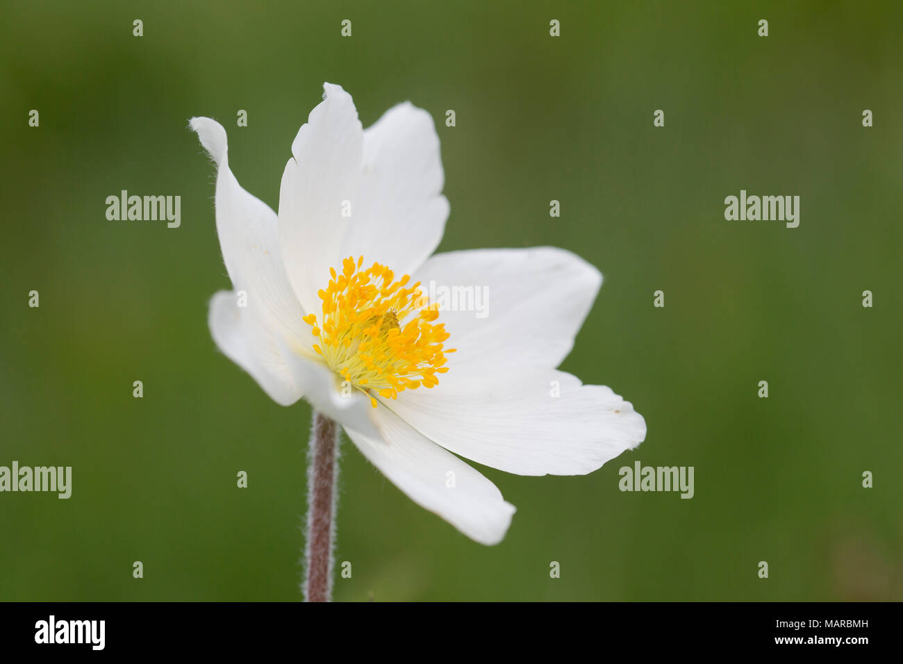 Anémone pulsatille blanche, subspec. (Pulsatilla alpina subsp. alba) floraison à la montagne Brocken. Parc national de Harz, Saxe-Anhalt, Allemagne Banque D'Images