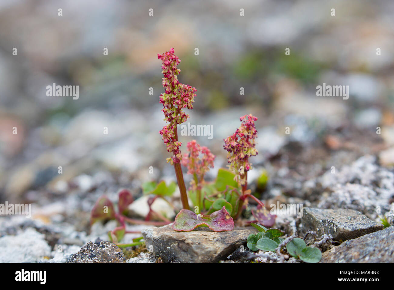 Mountain Sorrel (Oyria digyna), la floraison. Svalbard Banque D'Images