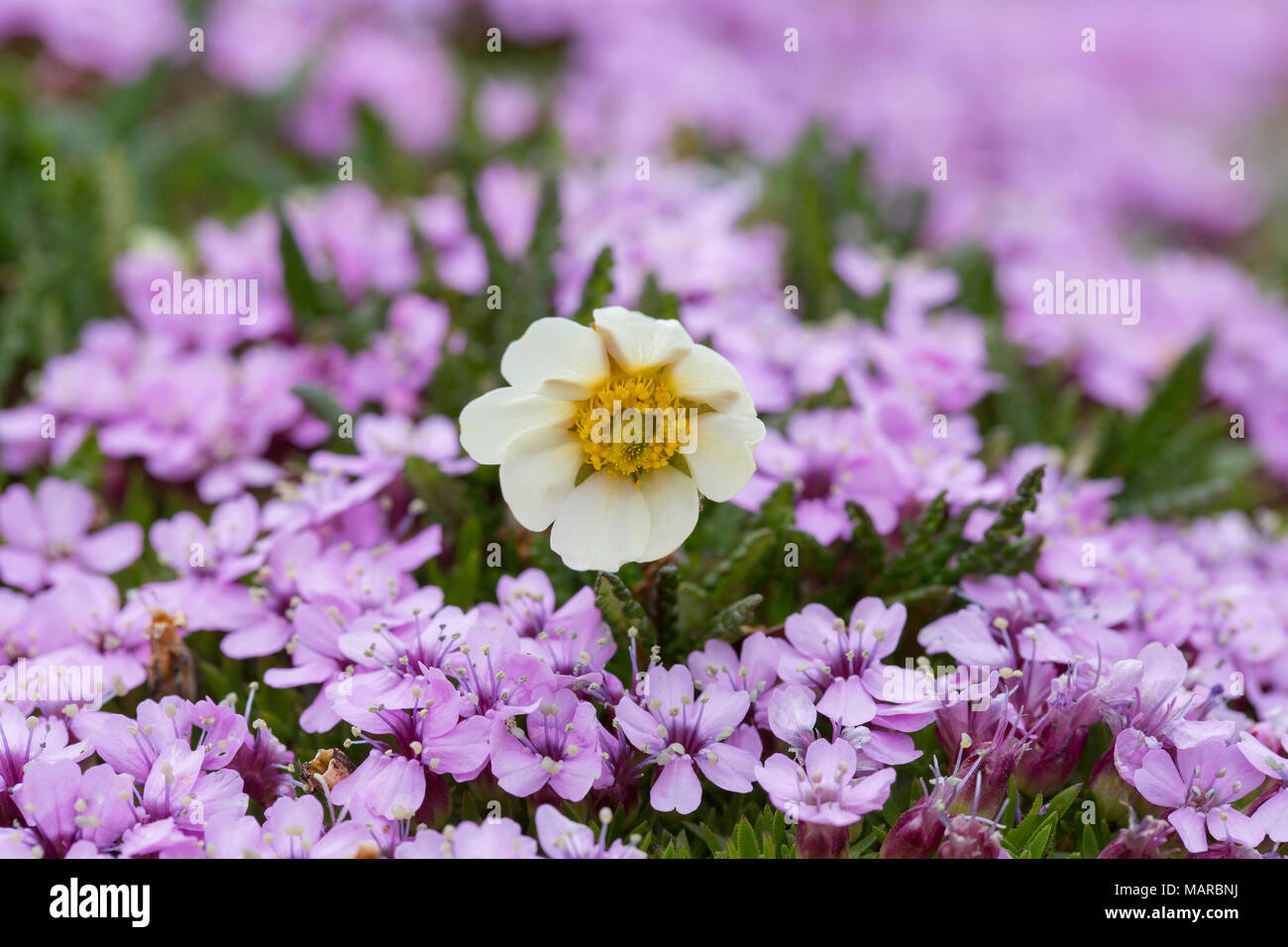 La Dryade (Dryas octopetala) et de coussin Rose, silène acaule (Silene acaulis)., la floraison. Svalbard, Norvège Banque D'Images