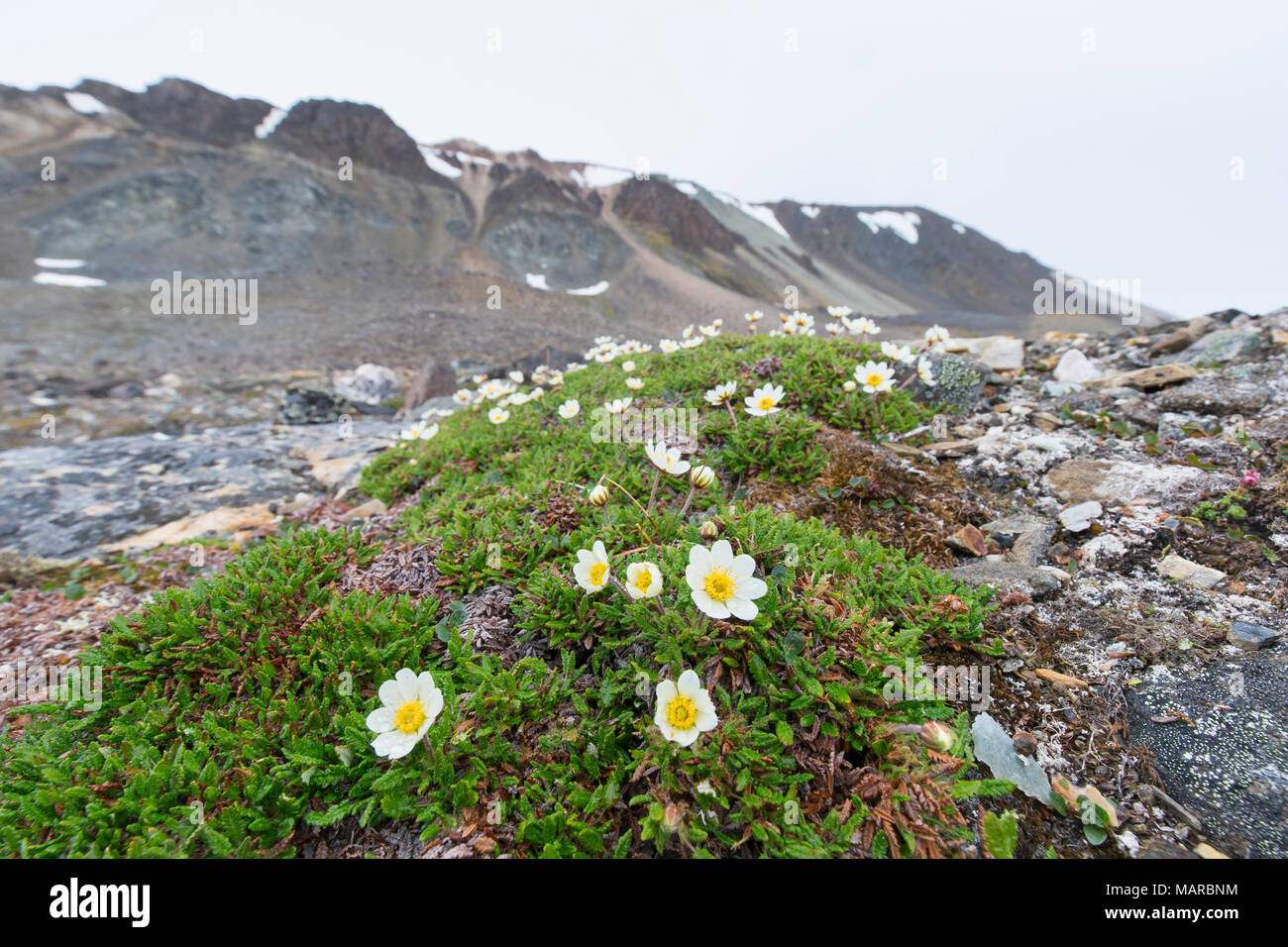 La Dryade (Dryas octopetala), la floraison. Svalbard, Norvège Banque D'Images