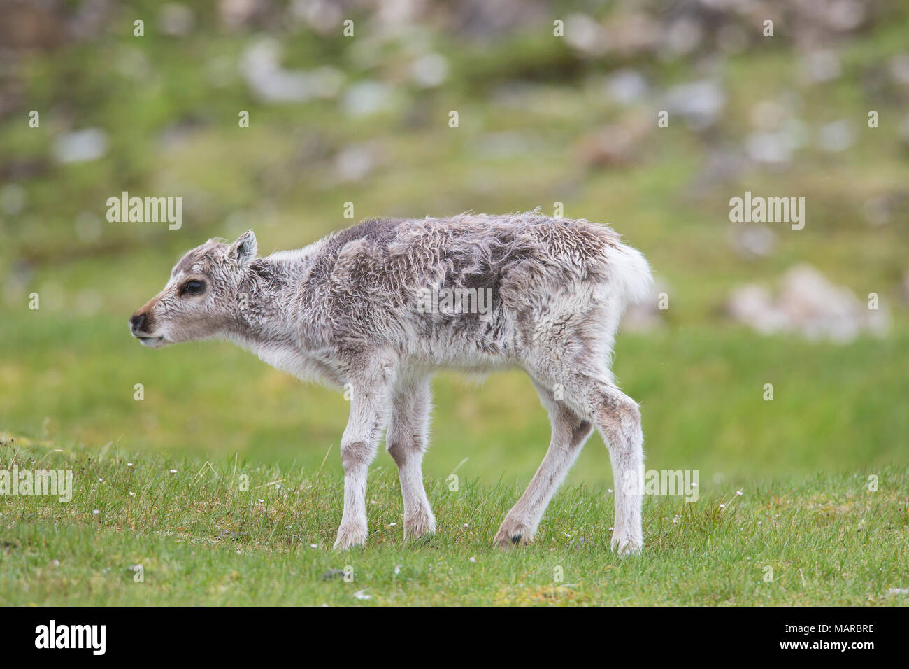 Renne du Svalbard (Rangifer tarandus platyrhynchus). Bébé debout dans la toundra. Svalbard Banque D'Images