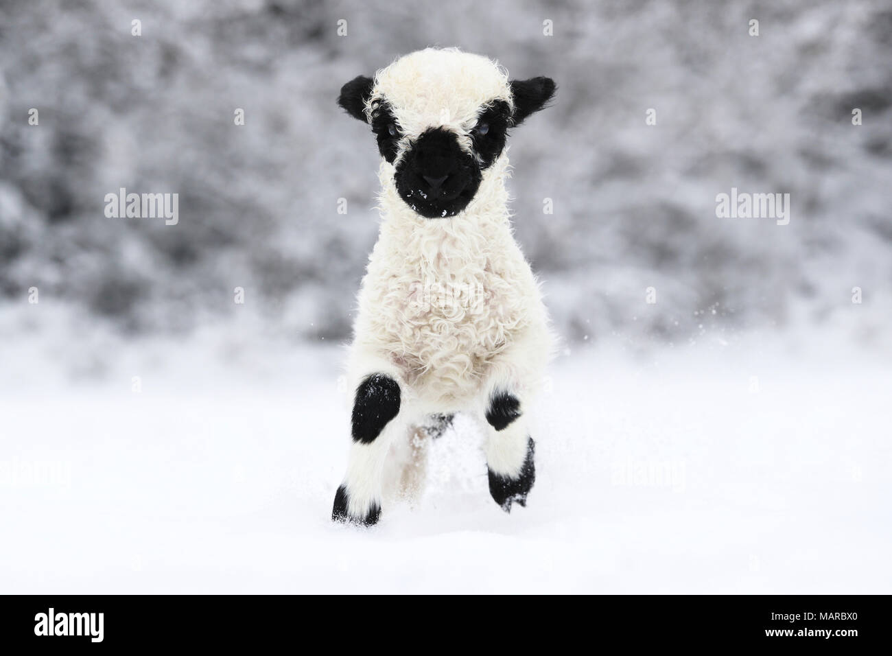 Le Valais les moutons. L'agneau (2 semaines) s'exécutant dans la neige. Allemagne Banque D'Images