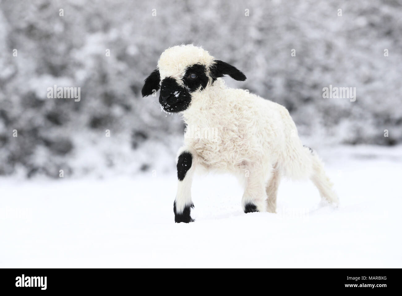 Le Valais les moutons. L'agneau (2 semaines) s'exécutant dans la neige. Allemagne Banque D'Images