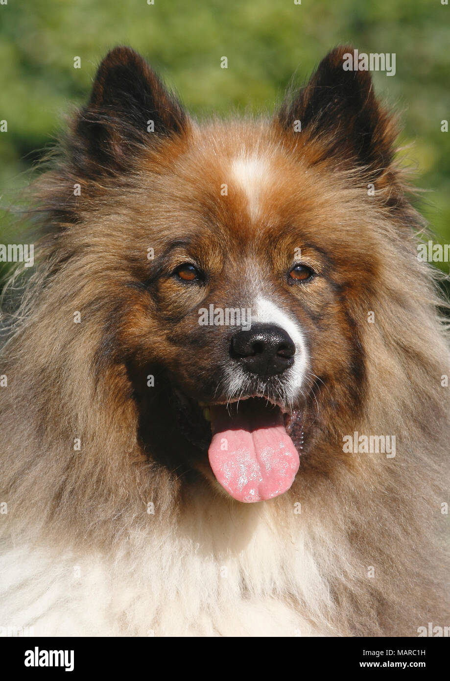 Grande Elo. Portrait d'homme adulte (5 ans). Allemagne Banque D'Images