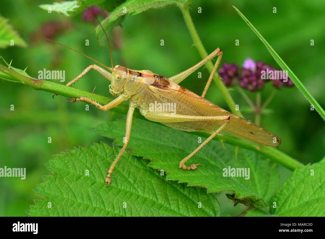 Grande Charte verte (Tettigonia viridissima) Bushcricket. Dans de rares hommes coloration jaune, Allemagne Banque D'Images