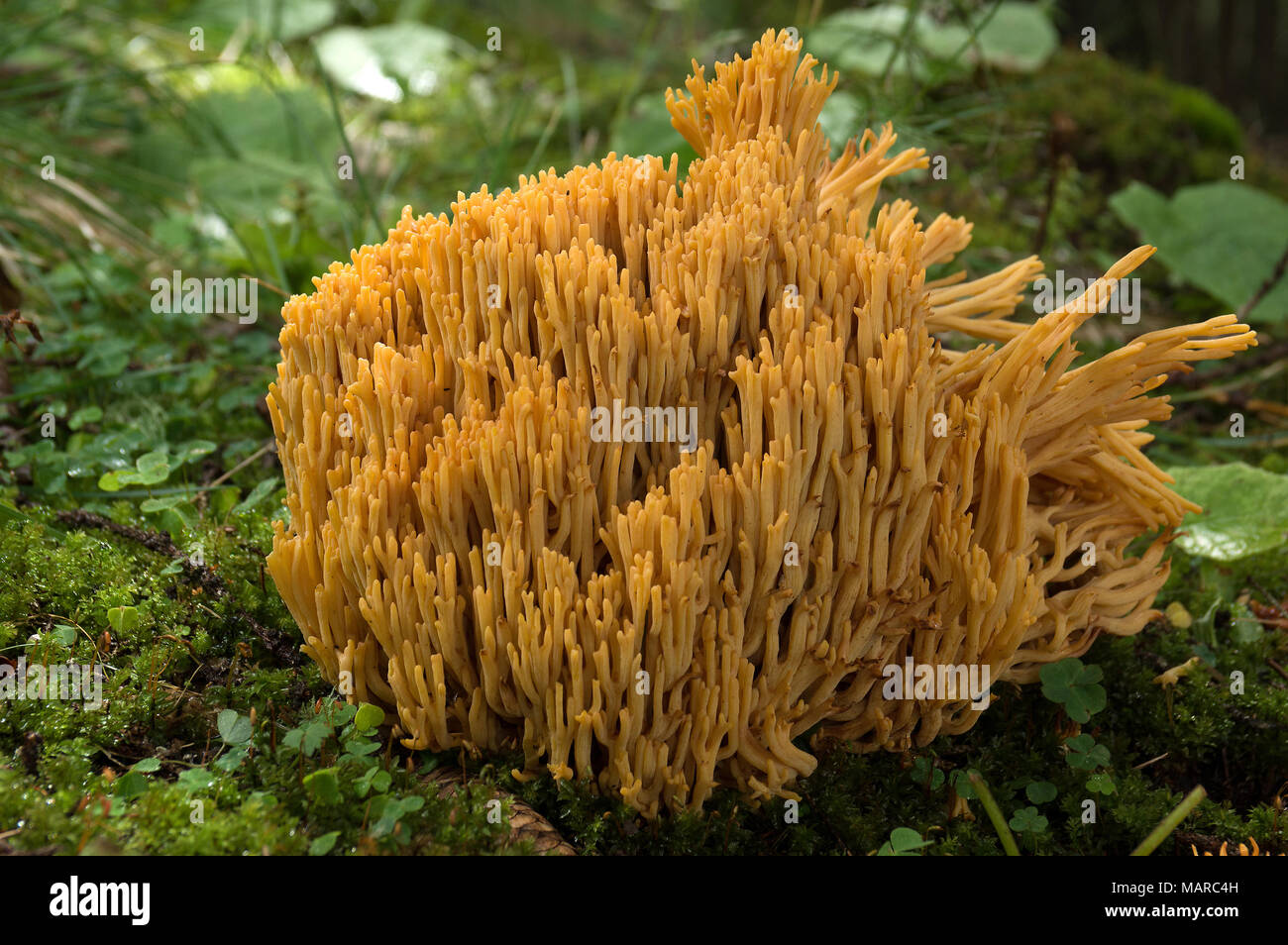 Champignon de corail (Ramaria flava). Dolomites, Italie Banque D'Images