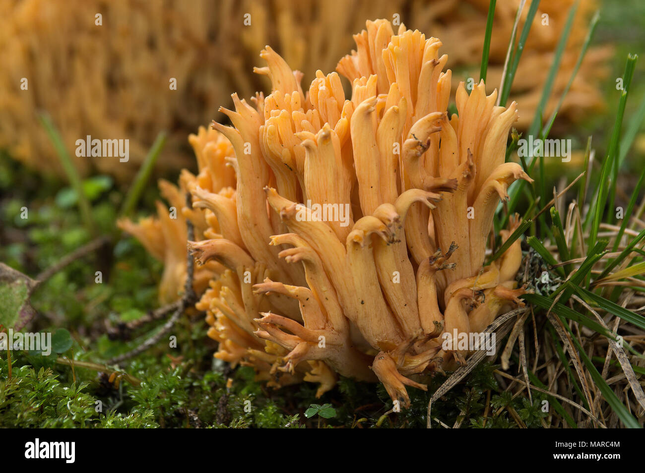 Champignon de corail (Ramaria flava). Dolomites, Italie Banque D'Images