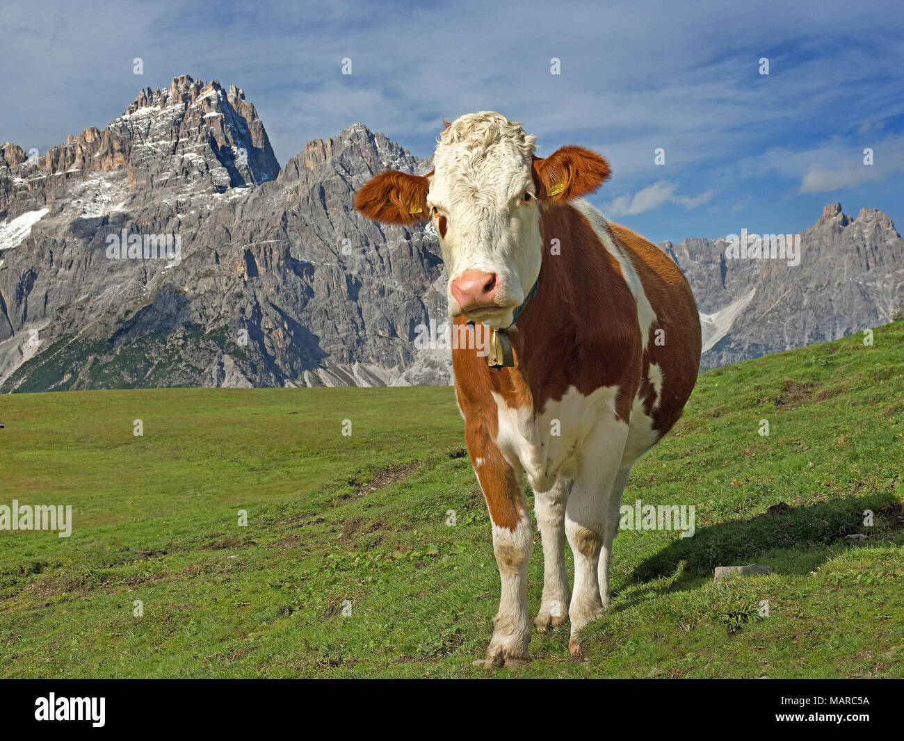 Les bovins domestiques, les bovins Simmental. La vache dans une prairie alpine avec Dreischusterspitze en arrière-plan. Parc Naturel Sextner Dolomites Tyrol du Sud, Italie, Banque D'Images