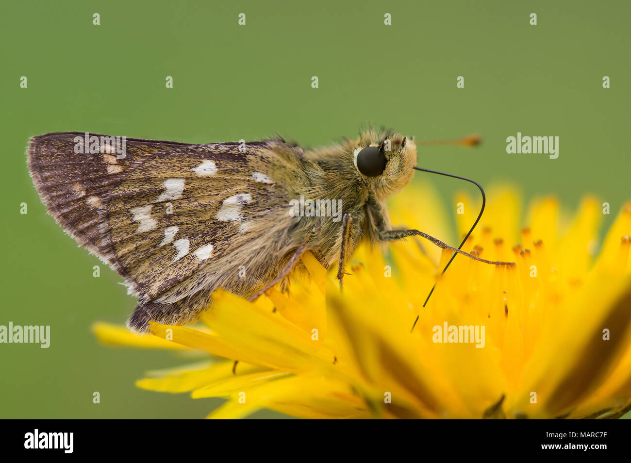 Silver-spotted Skipper (Hesperia comma). Papillon sur une fleur jaune. L'Autriche Banque D'Images