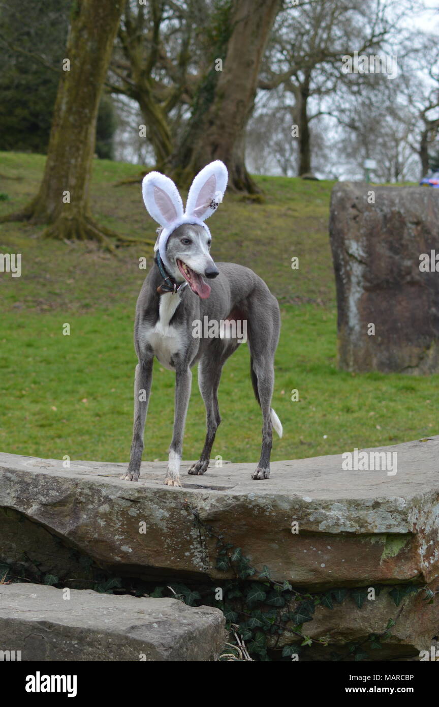 Chien dans Singleton park, Swansea au printemps portant des oreilles de lapin pour Pâques Banque D'Images