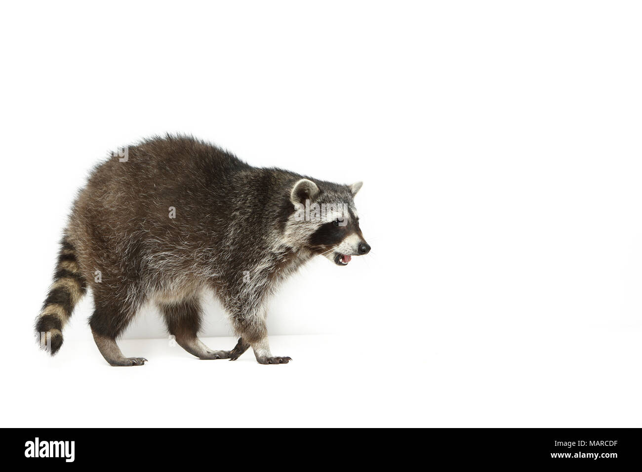 Le raton laveur (Procyon lotor). Quelques adultes, vu de côté. Studio photo sur un fond blanc. Allemagne Banque D'Images