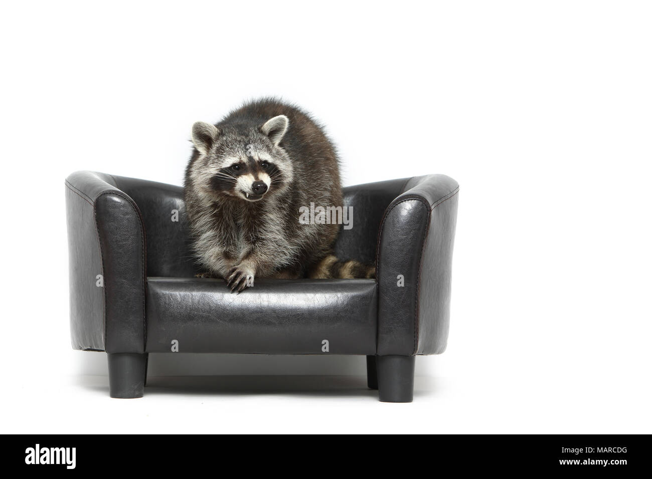 Le raton laveur (Procyon lotor). Des profils debout sur un fauteuil noir. Studio photo sur un fond blanc. Allemagne Banque D'Images Le raton laveur (Procyon lotor). Des profils debout sur un fauteuil noir. Studio photo sur un fond blanc. Allemagne Banque D'Images