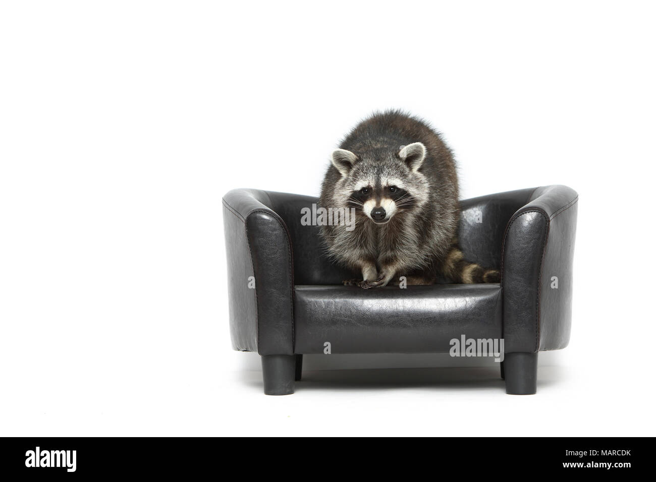 Le raton laveur (Procyon lotor). Des profils debout sur un fauteuil noir. Studio photo sur un fond blanc. Allemagne Banque D'Images Le raton laveur (Procyon lotor). Des profils debout sur un fauteuil noir. Studio photo sur un fond blanc. Allemagne Banque D'Images