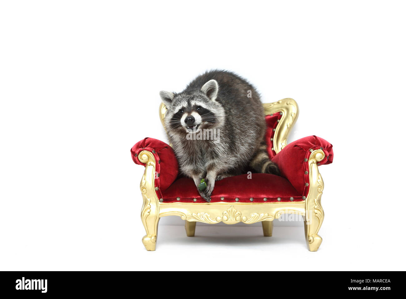 Le raton laveur (Procyon lotor). Des profils assise sur un fauteuil baroque. Studio photo sur un fond blanc. Allemagne Banque D'Images
