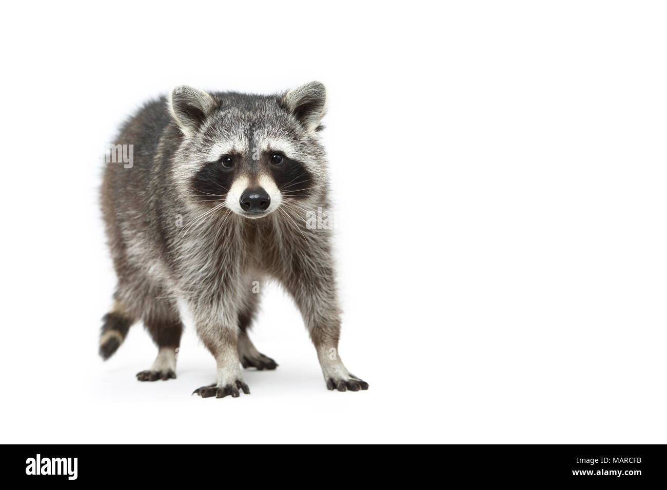 Le raton laveur (Procyon lotor). Des profils debout, vu de face. Studio photo sur un fond blanc. Allemagne Banque D'Images