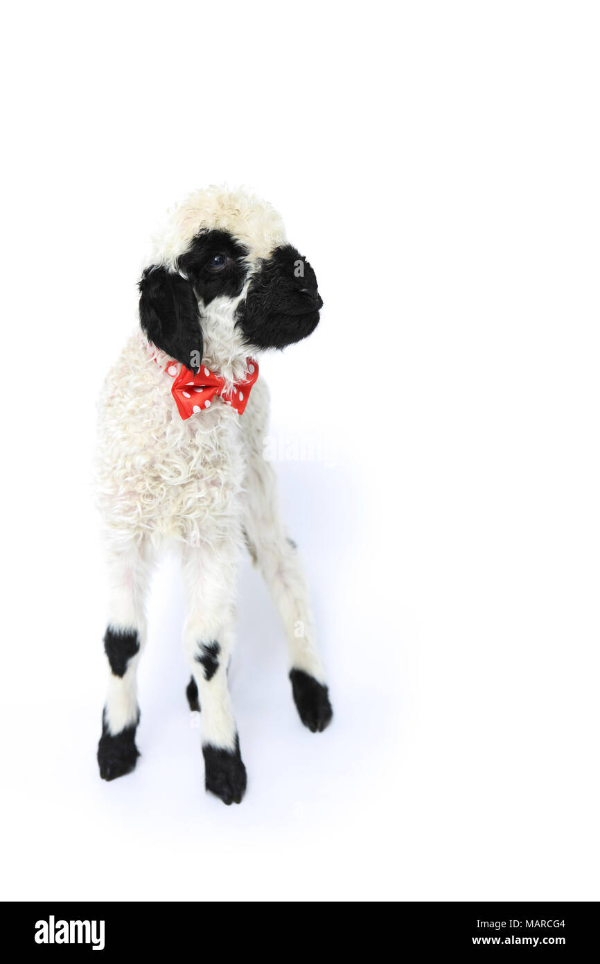 Le Valais les moutons. L'agneau (5 jours) Comité permanent, portant une cravate rouge à pois. Studio photo sur un fond blanc. Allemagne Banque D'Images