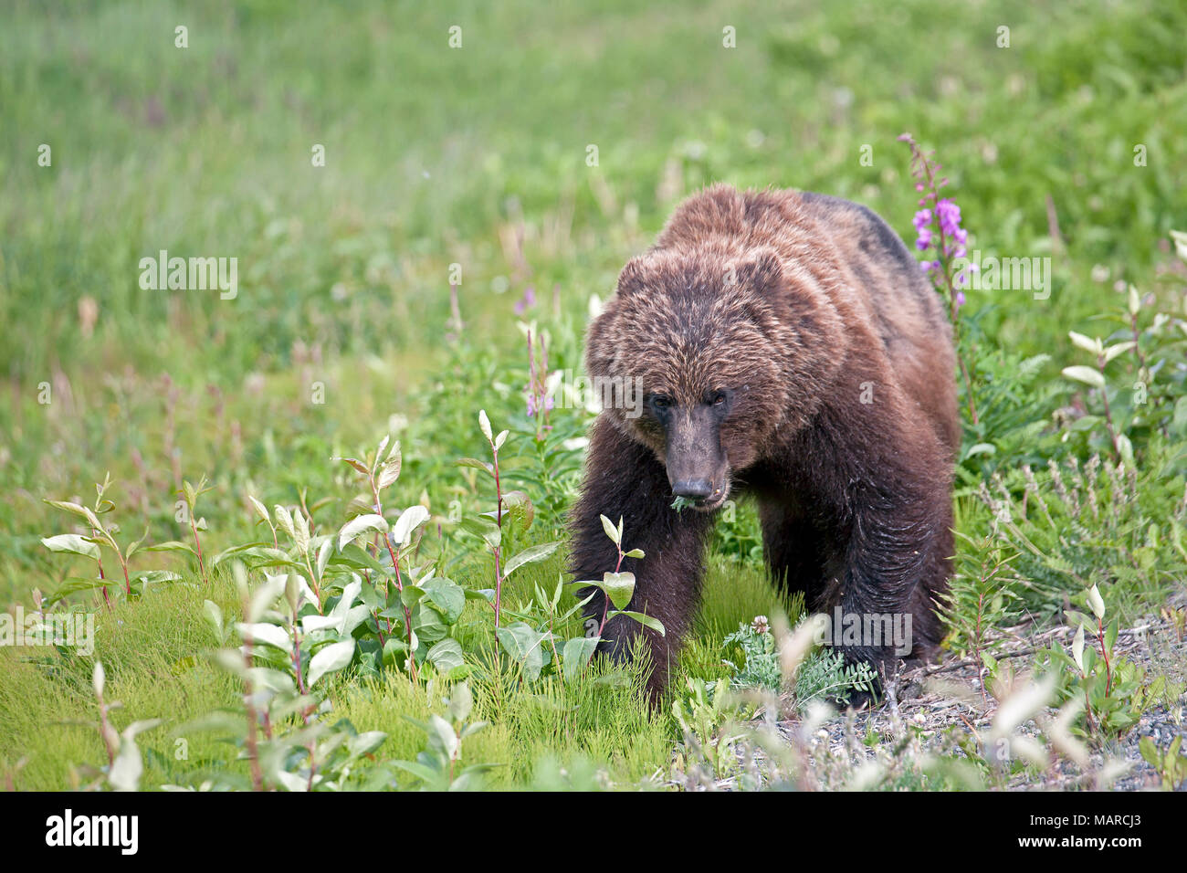 Ours grizzli (Ursus arctos horribilis). Manger des plantes adultes sur un pré. Le parc national Kluane, Canada Banque D'Images