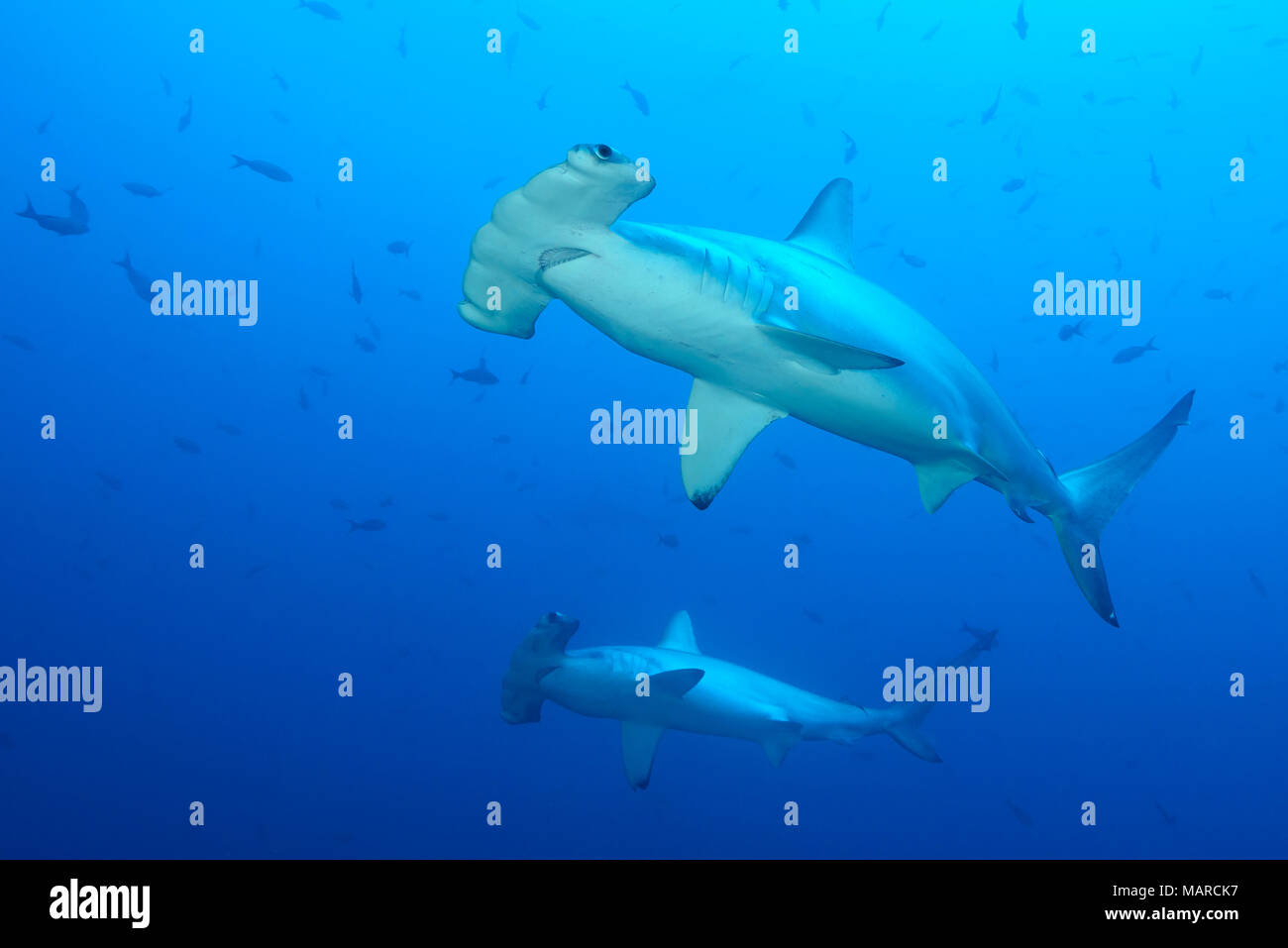 Requin-marteau halicorne (Sphyrna lewini). Deux personnes de la natation. L'île Cocos, le Costa Rica, l'Océan Pacifique Banque D'Images