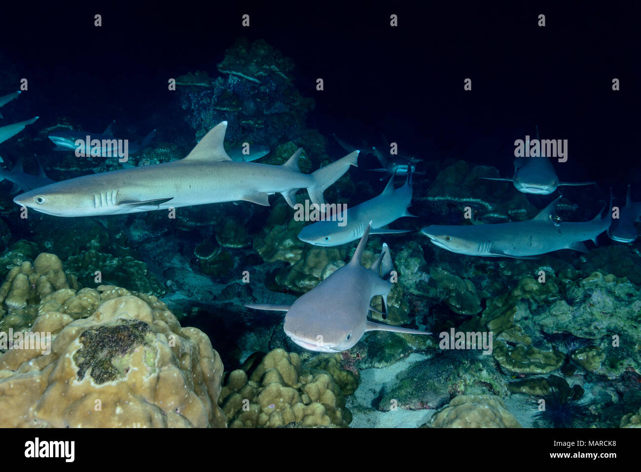 Whitetip Reef Shark (Triaenodon obesus). Sommeil groupe au fond de la mer dans la nuit. L'île Cocos, le Costa Rica, l'Océan Pacifique Banque D'Images