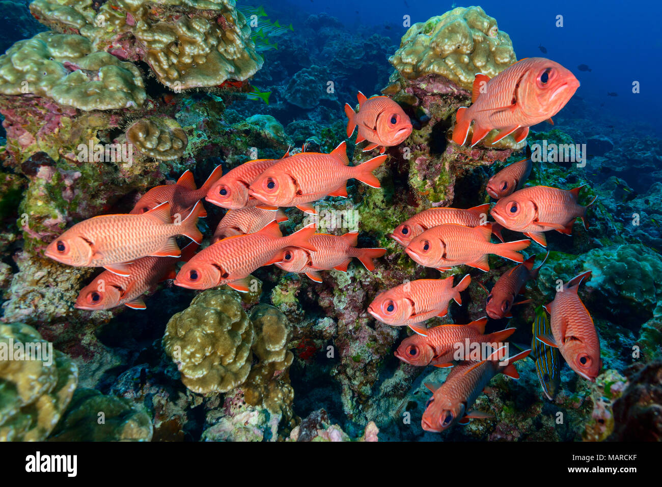 Blotcheye (Myripristis berndti Soldierfish). Les poissons de récifs coralliens, l'île Cocos, le Costa Rica, l'Océan Pacifique Banque D'Images