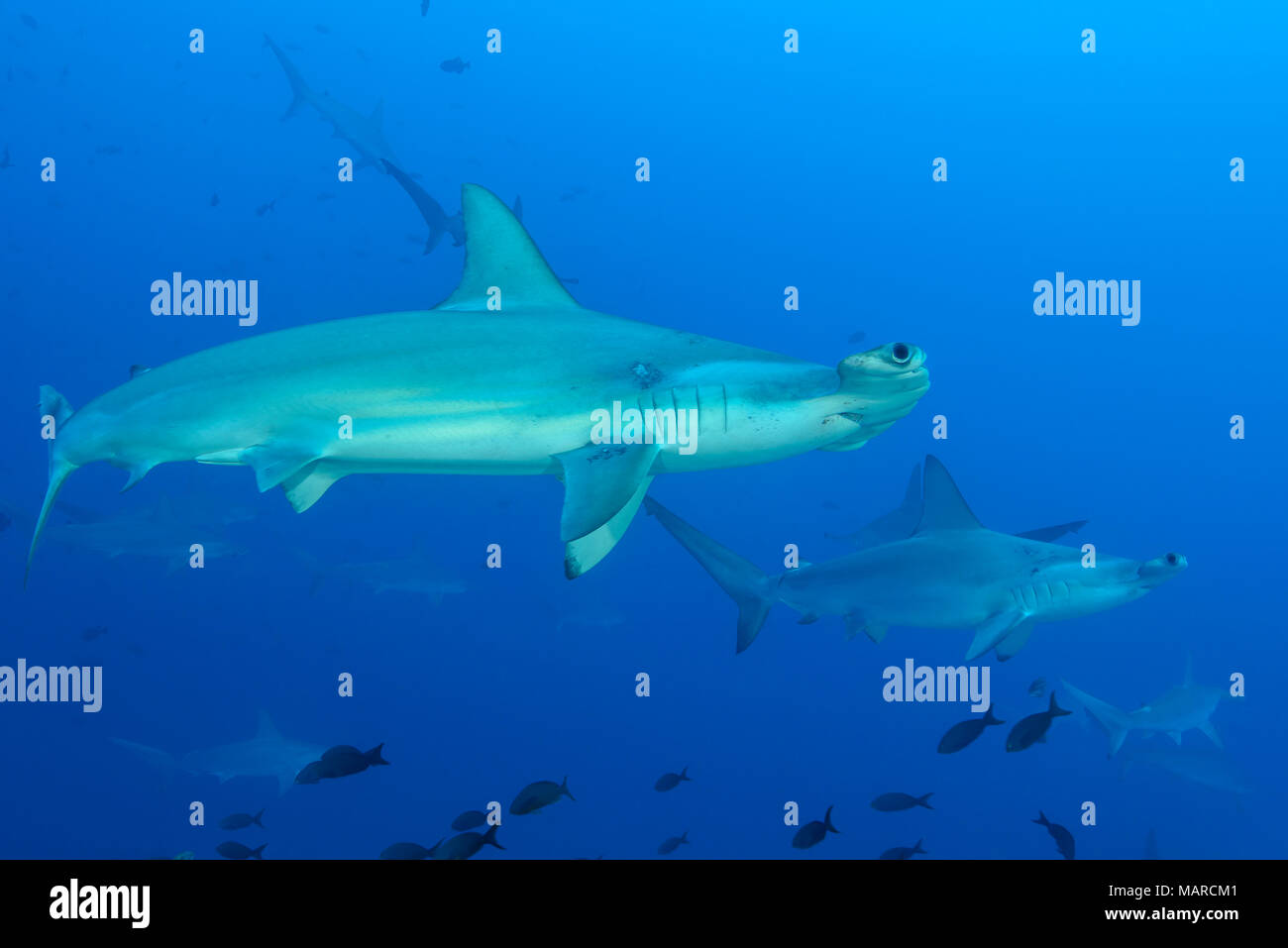 Requin-marteau halicorne (Sphyrna lewini). Requins marteaux, scolarisation, l'île Cocos Costa Rica, l'Océan Pacifique Banque D'Images