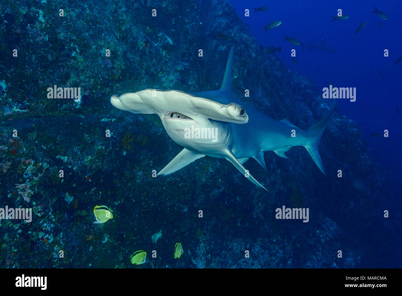 Requin-marteau halicorne (Sphyrna lewini), natation. L'île Cocos, le Costa Rica, l'Océan Pacifique Banque D'Images