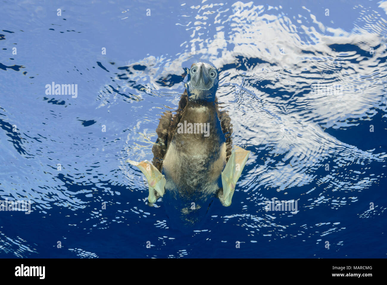 Fou brun (Sula leucogaster) à poissons sous l'eau tout en nageant. L'île Cocos, le Costa Rica, l'Océan Pacifique Banque D'Images