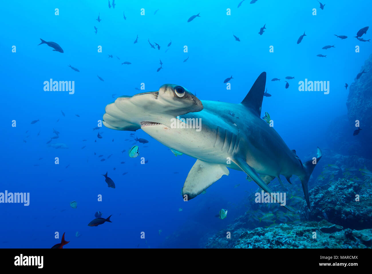 Requin-marteau halicorne (Sphyrna lewini), natation. L'île Cocos, le Costa Rica, l'Océan Pacifique Banque D'Images