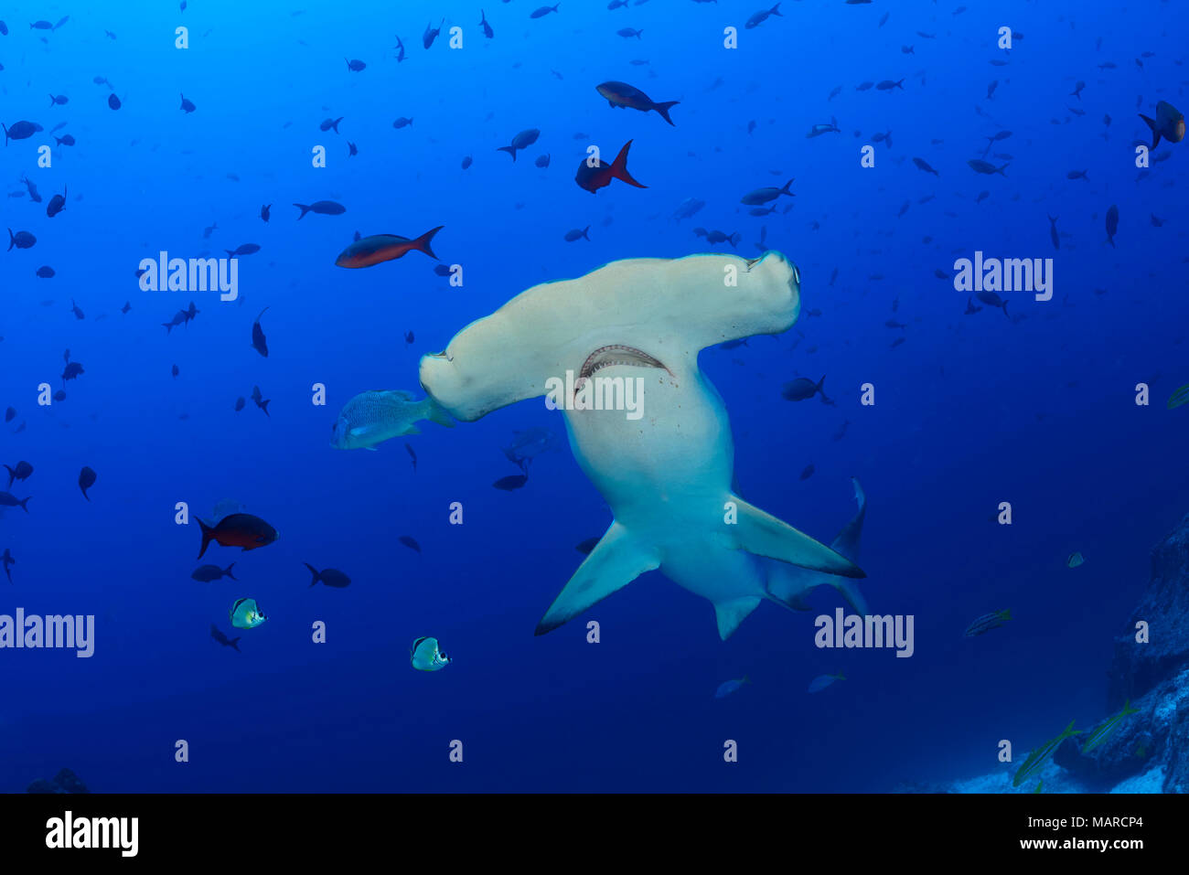 Requin-marteau halicorne (Sphyrna lewini), natation. L'île Cocos, le Costa Rica, l'Océan Pacifique Banque D'Images