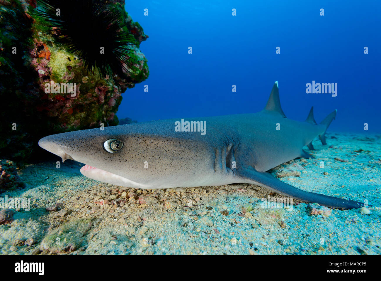 Whitetip Reef Shark (Triaenodon obesus) reposant sur le fond marin. L'île Cocos, le Costa Rica, l'Océan Pacifique Banque D'Images