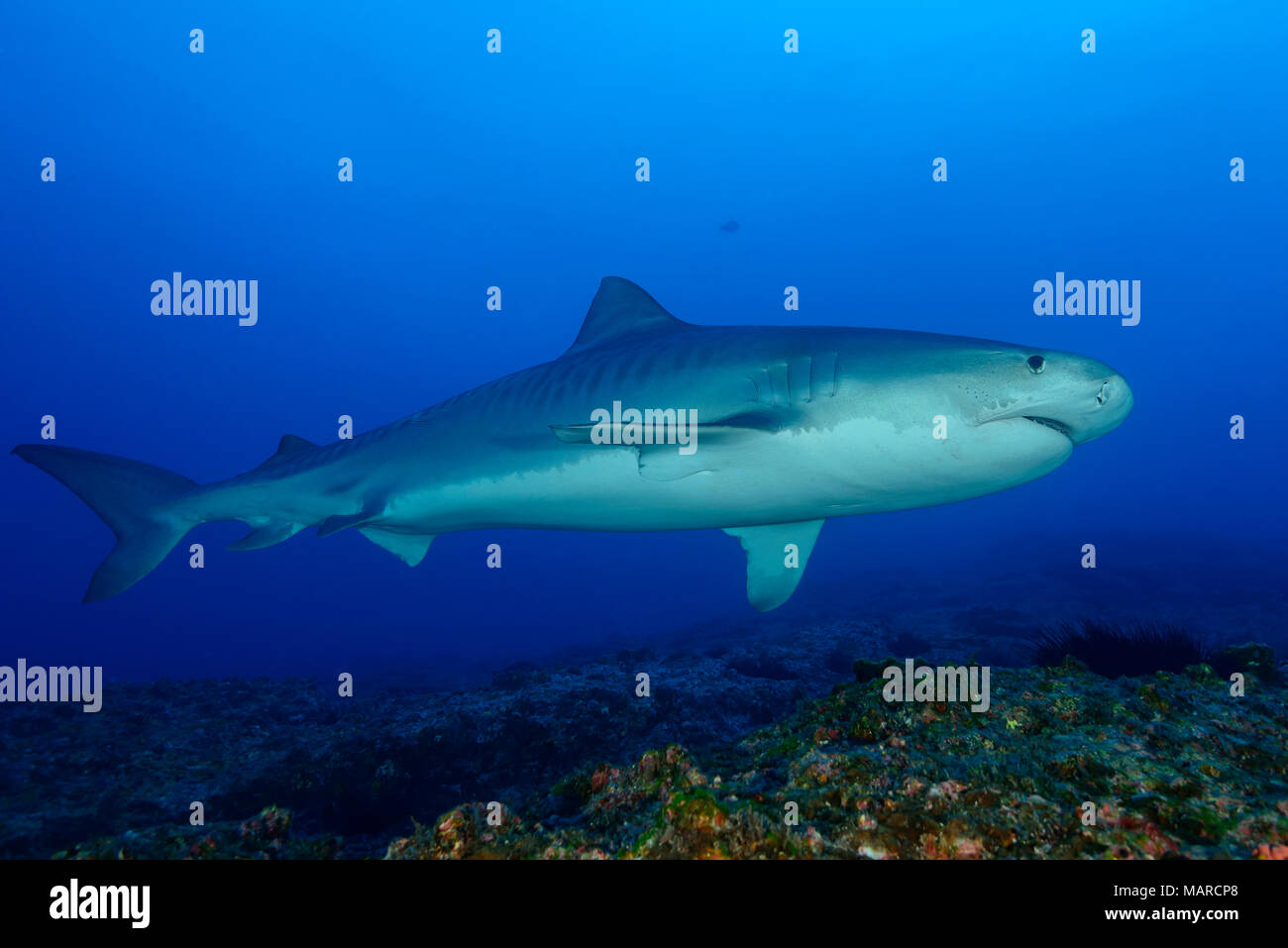 Requin tigre (Galeocerdo cuvieri) natation. L'île Cocos, le Costa Rica, l'Océan Pacifique Banque D'Images