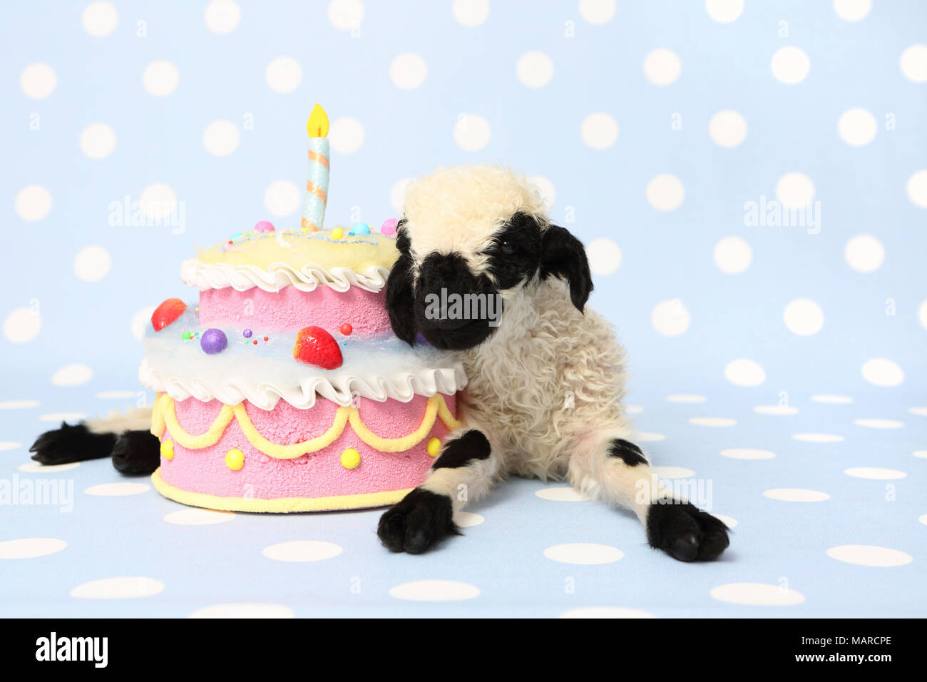 Le Valais Les Moutons L Agneau 10 Jours Couche A Cote D Un Gateau D Anniversaire Studio Photo Contre Un Fond Bleu A Pois Allemagne Photo Stock Alamy
