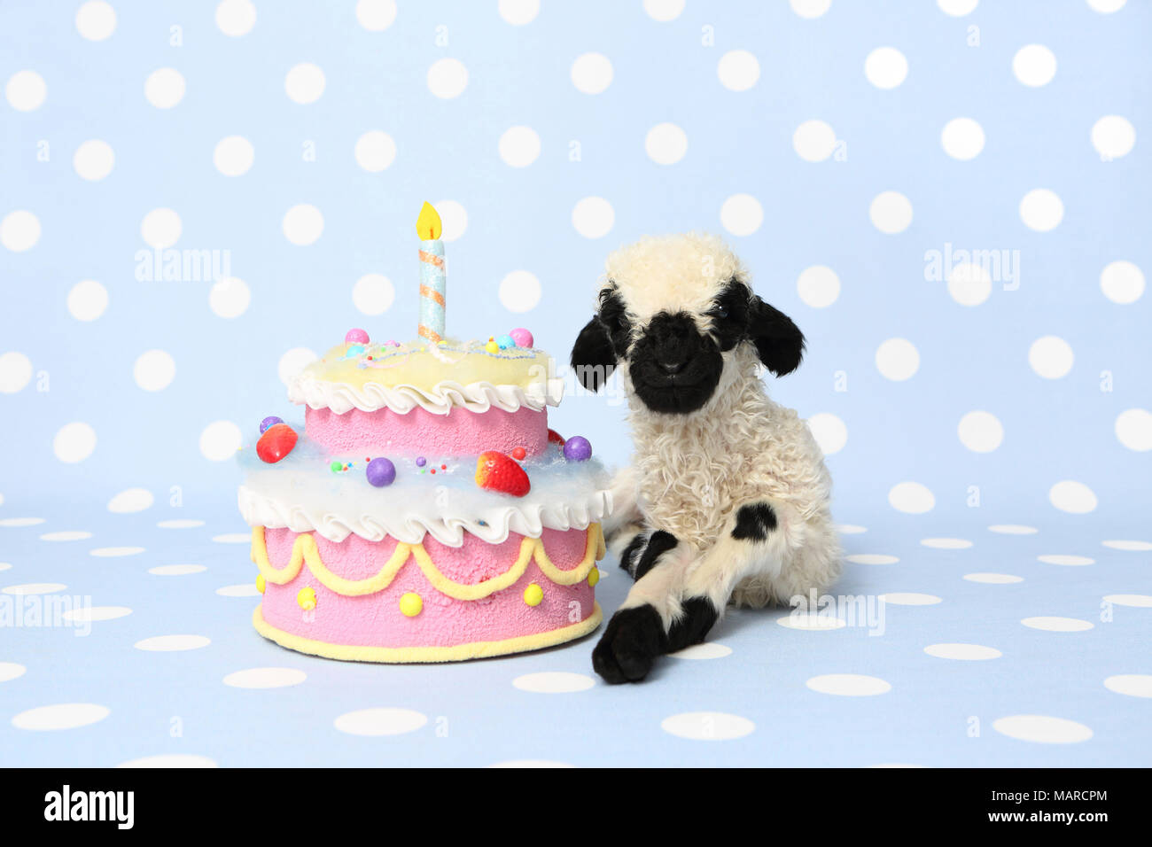 Le Valais Les Moutons L Agneau 10 Jours Couche A Cote D Un Gateau D Anniversaire Studio Photo Contre Un Fond Bleu A Pois Allemagne Photo Stock Alamy